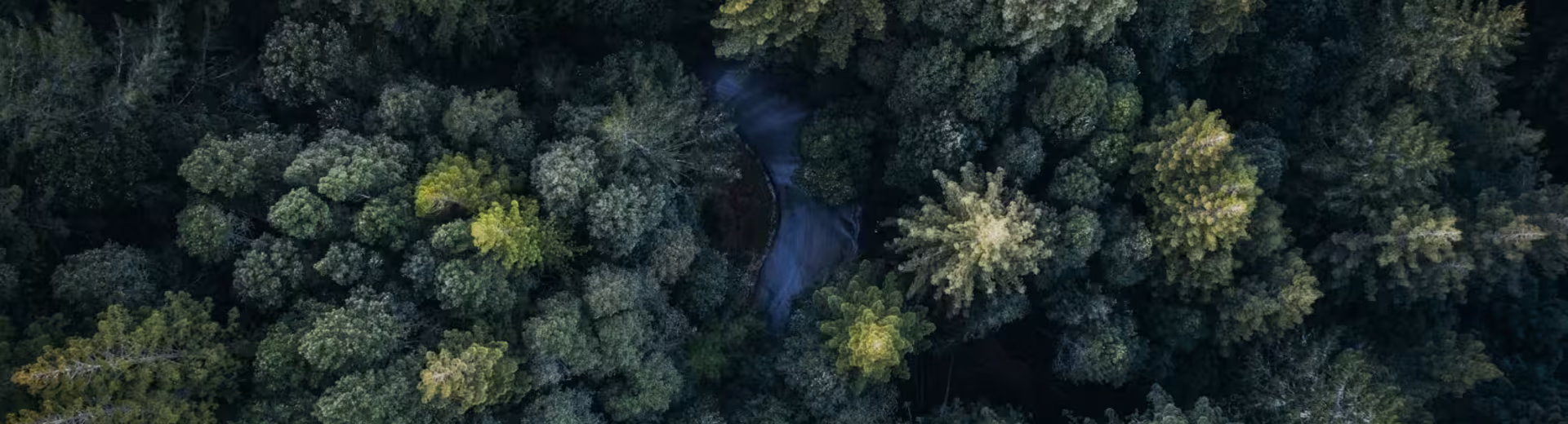 De onbetwiste marktleider